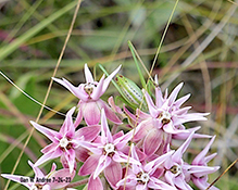 Scudder’s bush katydid (Scudderia sp.)