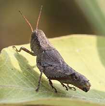 Scudder’s short-wing grasshopper