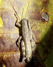 Scudder’s short-wing grasshopper