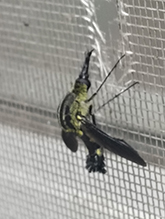 scaly bee fly