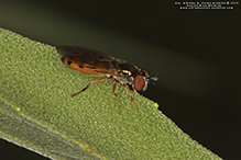 sedgesitter (Platycheirus sp.)