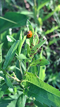 seven-spotted lady beetle