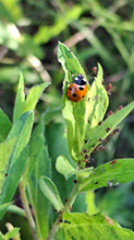 seven-spotted lady beetle