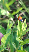 seven-spotted lady beetle