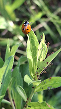 seven-spotted lady beetle