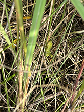 short-horned grasshopper (family Acrididae)