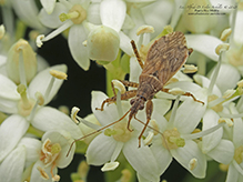 short-winged nabis