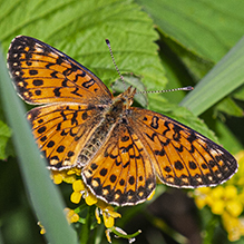 silver-bordered fritillary