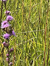 silver-spotted skipper