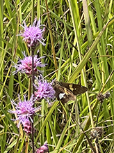 silver-spotted skipper