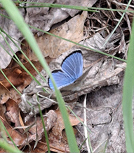 silvery blue