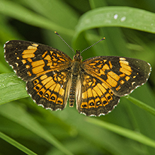 silvery checkerspot