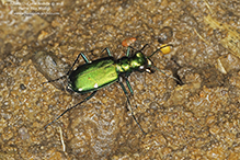 six-spotted tiger beetle