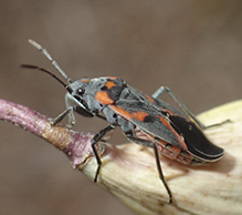 small milkweed bug