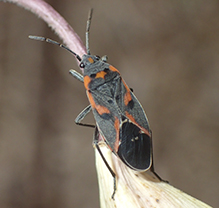 small milkweed bug