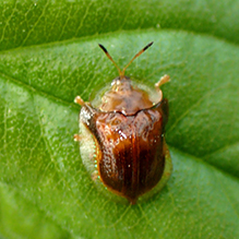 small orange tortoise beetle