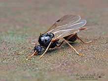 smaller carpenter ant