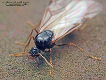 smaller carpenter ant