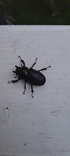 smooth stag beetle