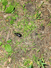 smooth stag beetle
