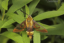 snowberry clearwing