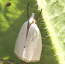 snowy urola moth