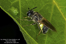 soldier fly (Stratiomys adelpha or discalis)