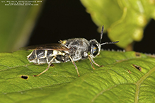 soldier fly (Stratiomys norma)