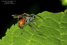 spider wasp (Caliadurgus fasciatellus)