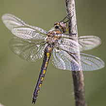 spiny baskettail