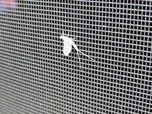 spiny crawler mayfly (family Ephemerellidae)