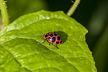 spotted lady beetle