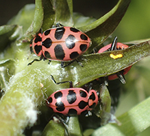 spotted pink lady beetle