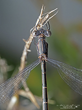 spotted spreadwing