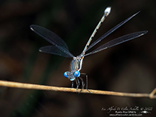 spotted spreadwing