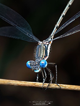 spotted spreadwing