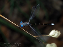 spotted spreadwing