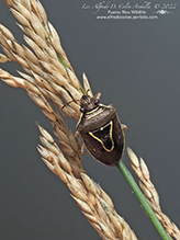 stink bug (Mormidea lugens)