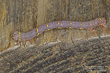 stout spanworm moth