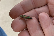 striated jewel beetle