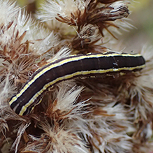 striped garden caterpillar moth