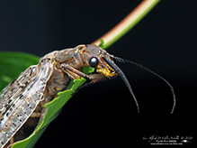 summer fishfly summer fishfly