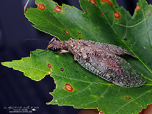 summer fishfly summer fishfly