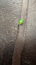 sunflower tortoise beetle