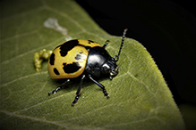swamp milkweed leaf beetle