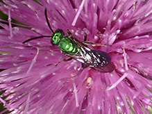 sweat or furrow bee (Subfamily Halictinae)