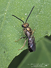 sweat or furrow bee (Lasioglossum sp.)