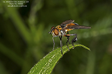 swift feather-legged fly