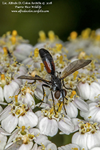 tachinid fly (Cylindromyia interrupta)