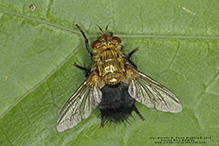 tachinid fly (Archytas apicifer)